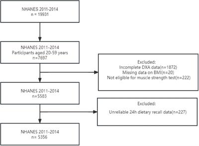 Association of dietary fat intake with skeletal muscle mass and muscle strength in adults aged 20–59: NHANES 2011–2014